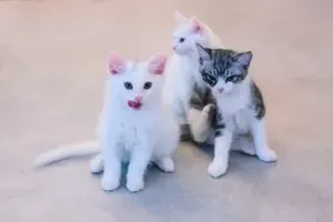 고양이