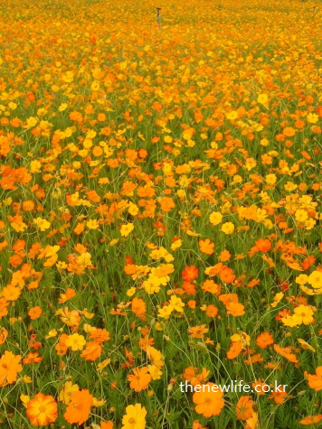 구리 한강시민공원 노란빛 황화코스모스 군락