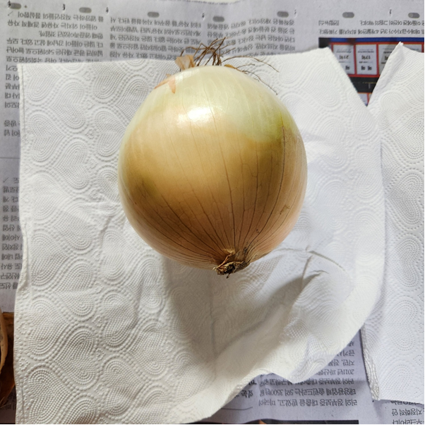 양파 보관방법
