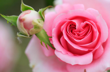 경산 하양 대부잠수교 장미 터널