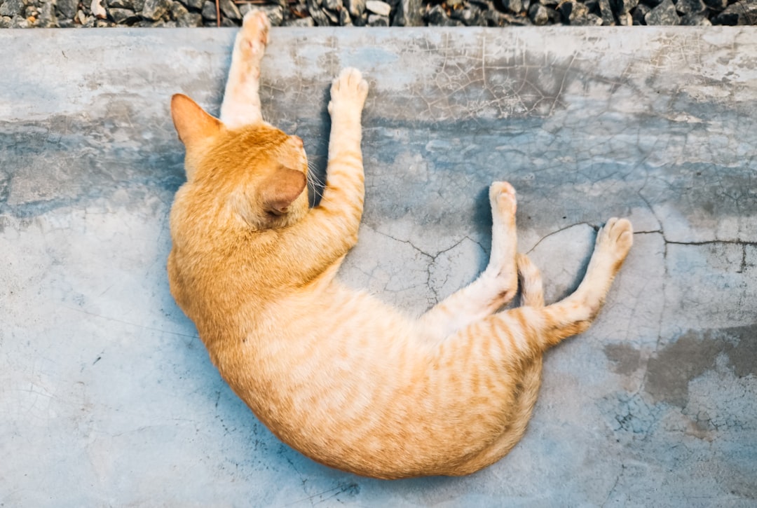 Siesta
