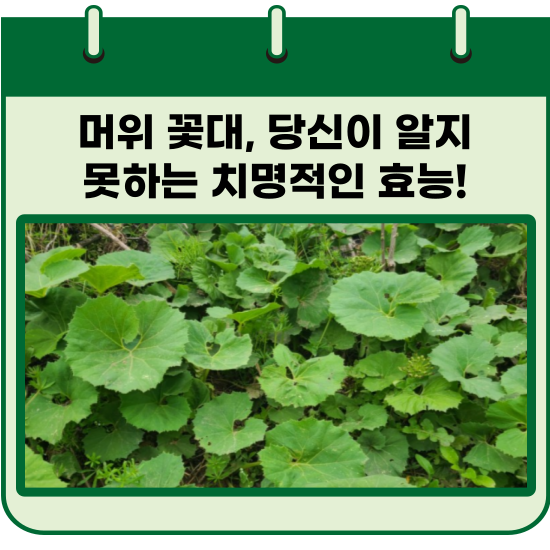 머위 꽃대