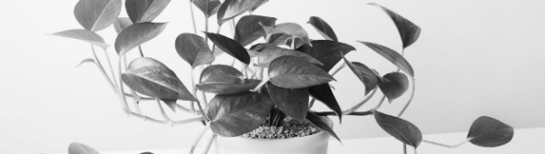 스킨답서스 키우기