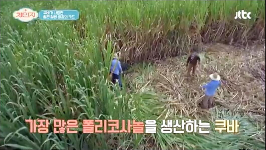 폴리코사놀 효능 부작용 총정리