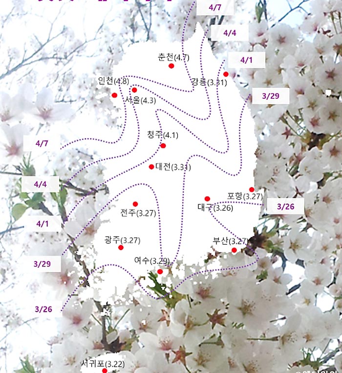 벚꽃-개화시기