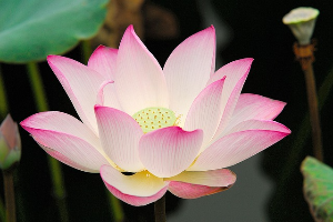 부여 서동연꽃 축제