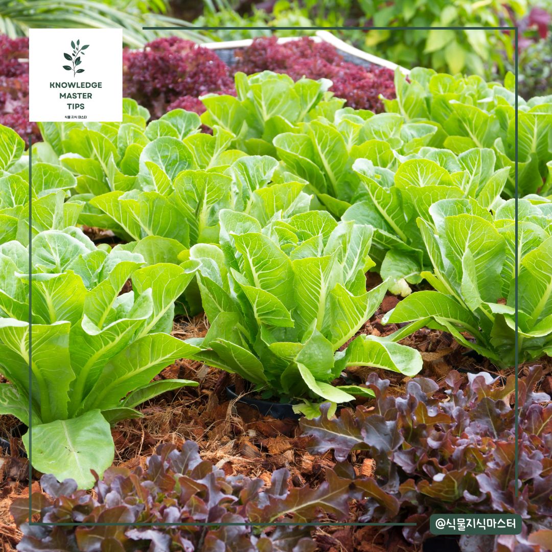 11월에 심는 작물 - 상추