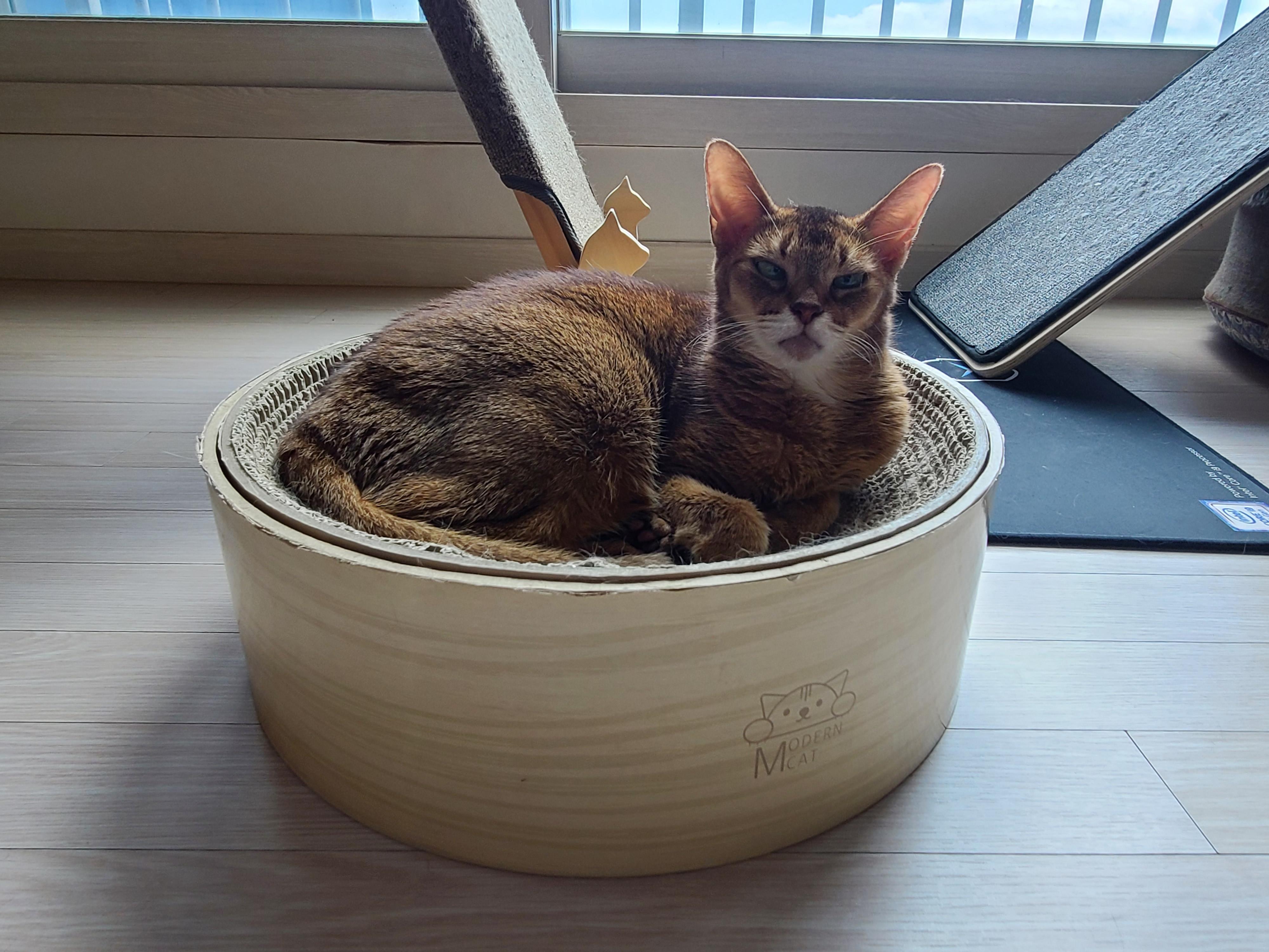 요즘 부쩍 인기가 높아진 '동 to the 그 to the 라미' 스크래쳐!