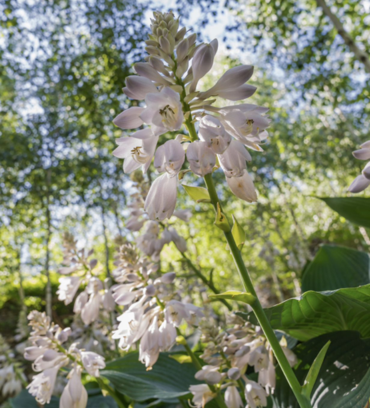 화담숲 봄 수선화 축제