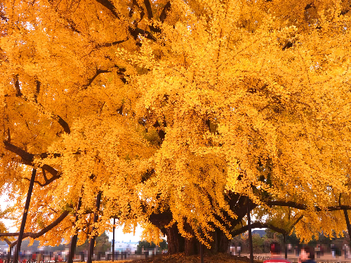 반계리 은행나무, 반계리 은행나무 주차장, 은행나무 단풍, 원주 반계리 은행나무 숲