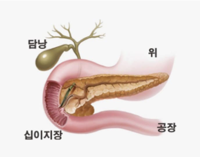 췌장암 초기증상&amp;#44; 췌장암&amp;#44; 췌장암 검사방법&amp;#44; 췌장암 증상&amp;#44; 췌장암 말기4기마지막증상&amp;#44; 췌장암 4기 생존율&amp;#44; 췌장암 등통증 부위&amp;#44; 췌장암에 좋은 음식&amp;#44; 췌장암 3기 생존율&amp;#44; 췌장암 2기 생존율&amp;#44; 췌장암 증상 등통증&amp;#44; 췌장암 생존율