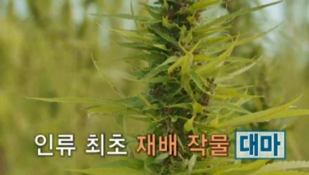 대마종자유 주의점