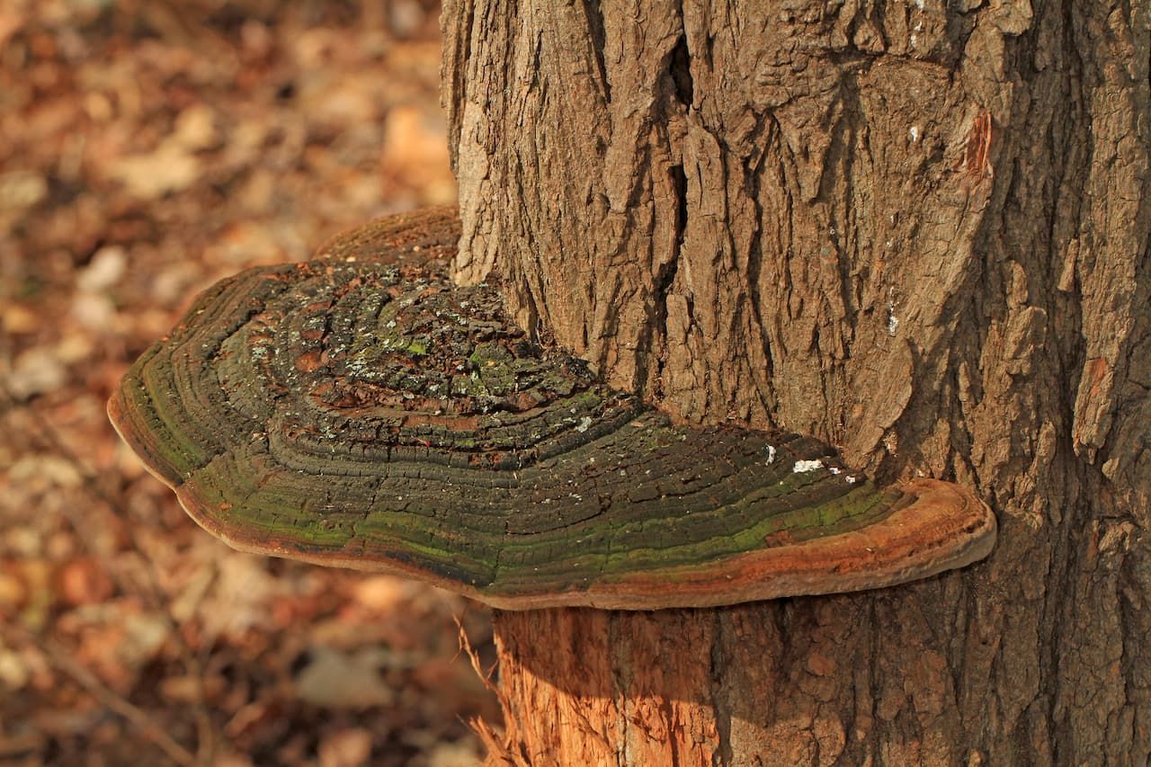 상황버섯 효능에 대한 연구