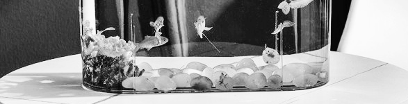 구피 키우기: 구피 어항