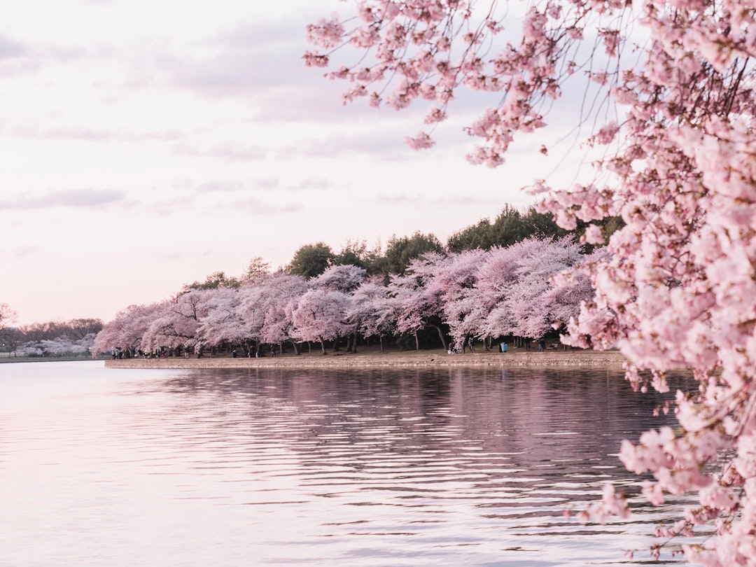 Cherry blossoms.