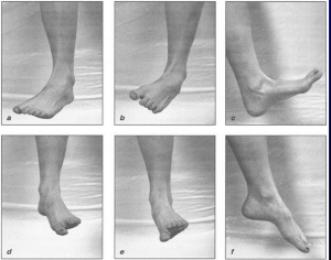 발목관절의-다방향-움직임