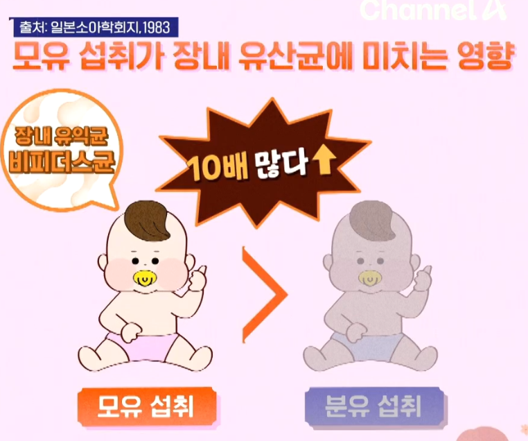 BNR17 유산균