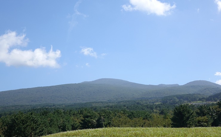 제주 오라동 메밀밭