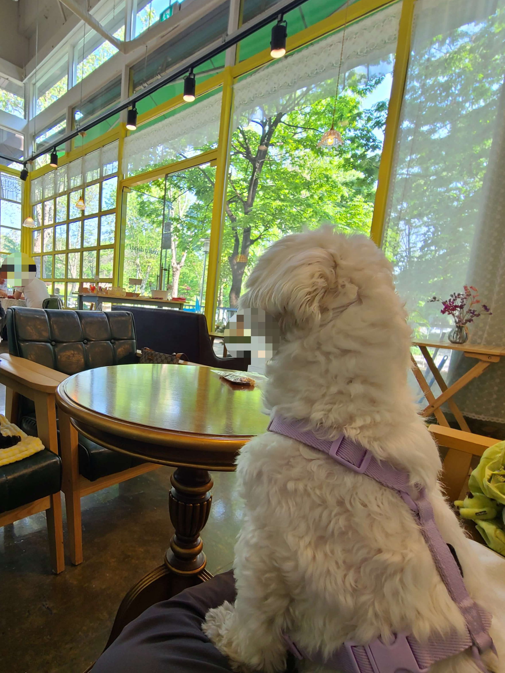 수원 애견동반카페