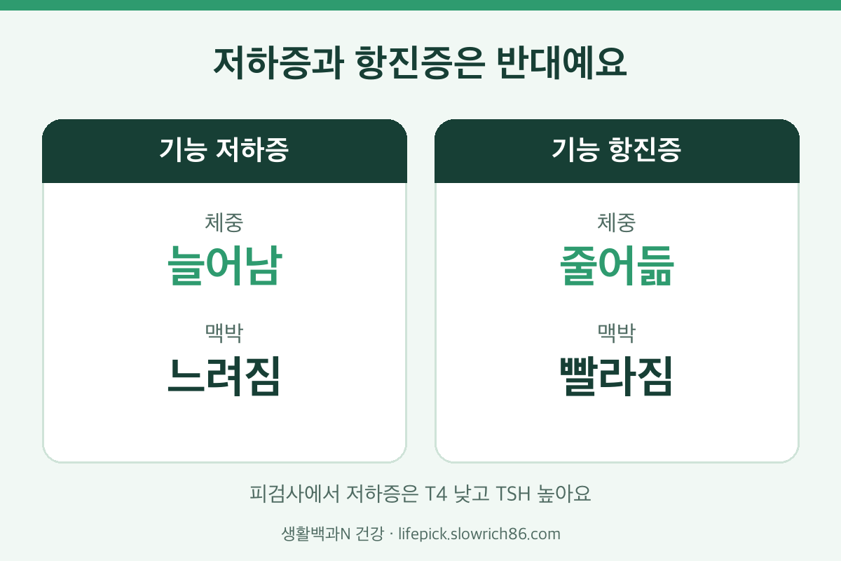 갑상선 기능 저하증과 항진증 증상 비교 체중 맥박