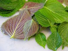 들깨가루다이어트