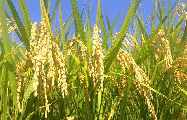 잘 익은 벼 이삭들이 고개를 푹 숙이고 있다. 잎은 녹색이다.