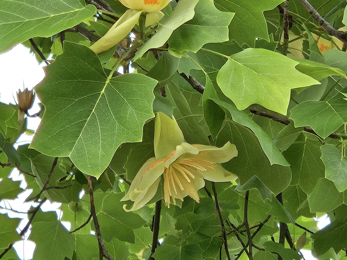 백합나무 꽃2