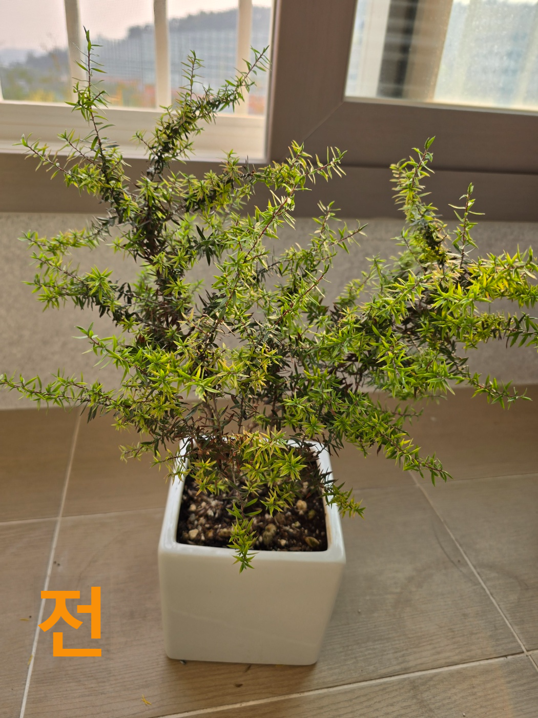 호주매화 분갈이 전