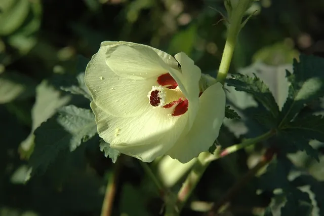 오크라 효능 재배법 손질 수확 요리 보관까지 한눈에 보기_8