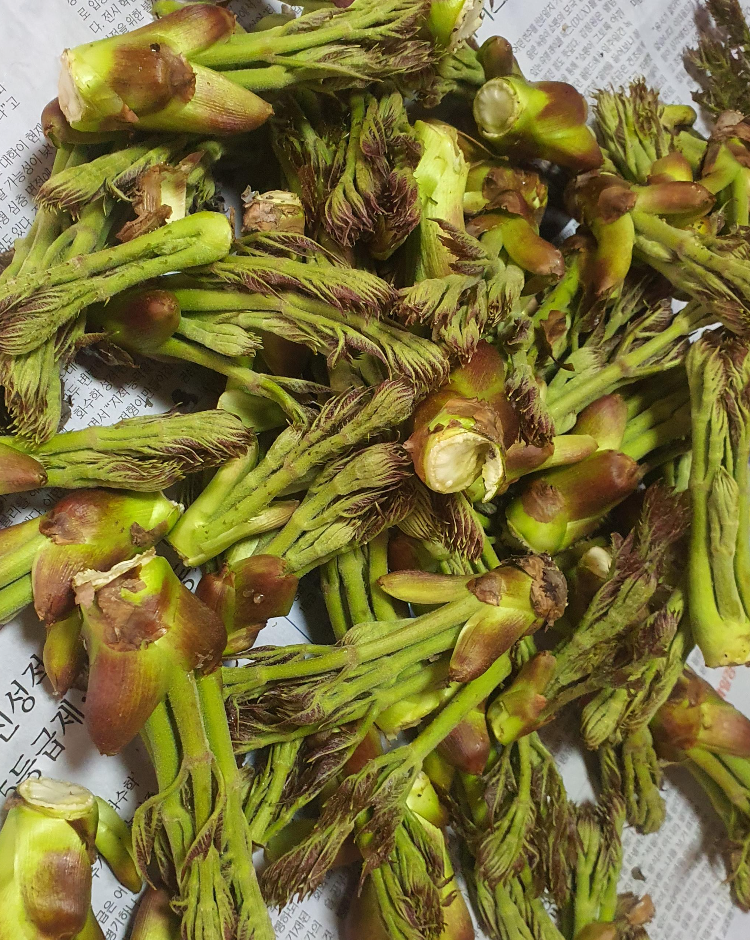 두릅 효능 요리법