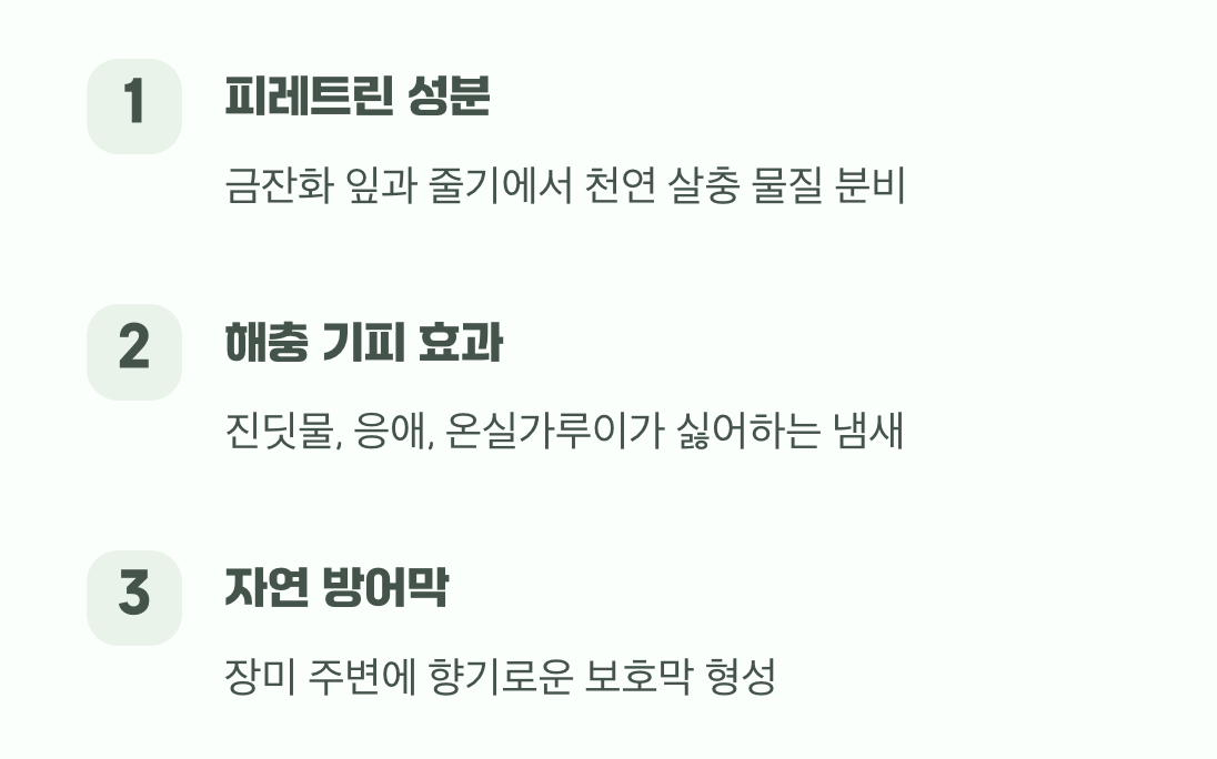 향기로운 방패, 금잔화의 특별한 냄새