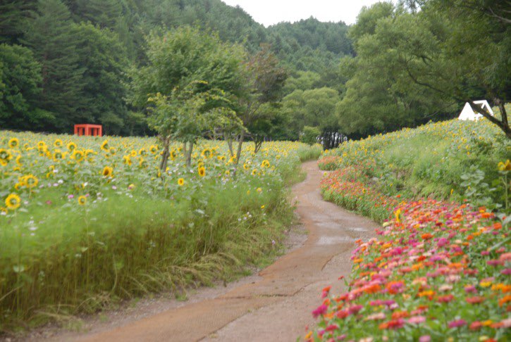 태백 해바라기축제