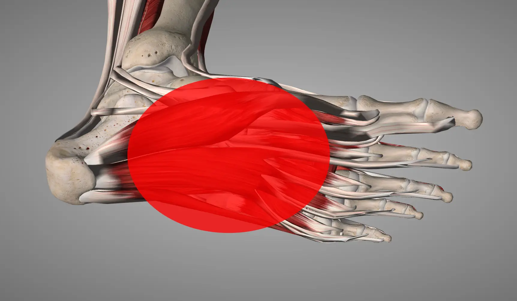 족저근막 해부학. 운동선수들의 진단 및 관리를 위한 종합 가이드