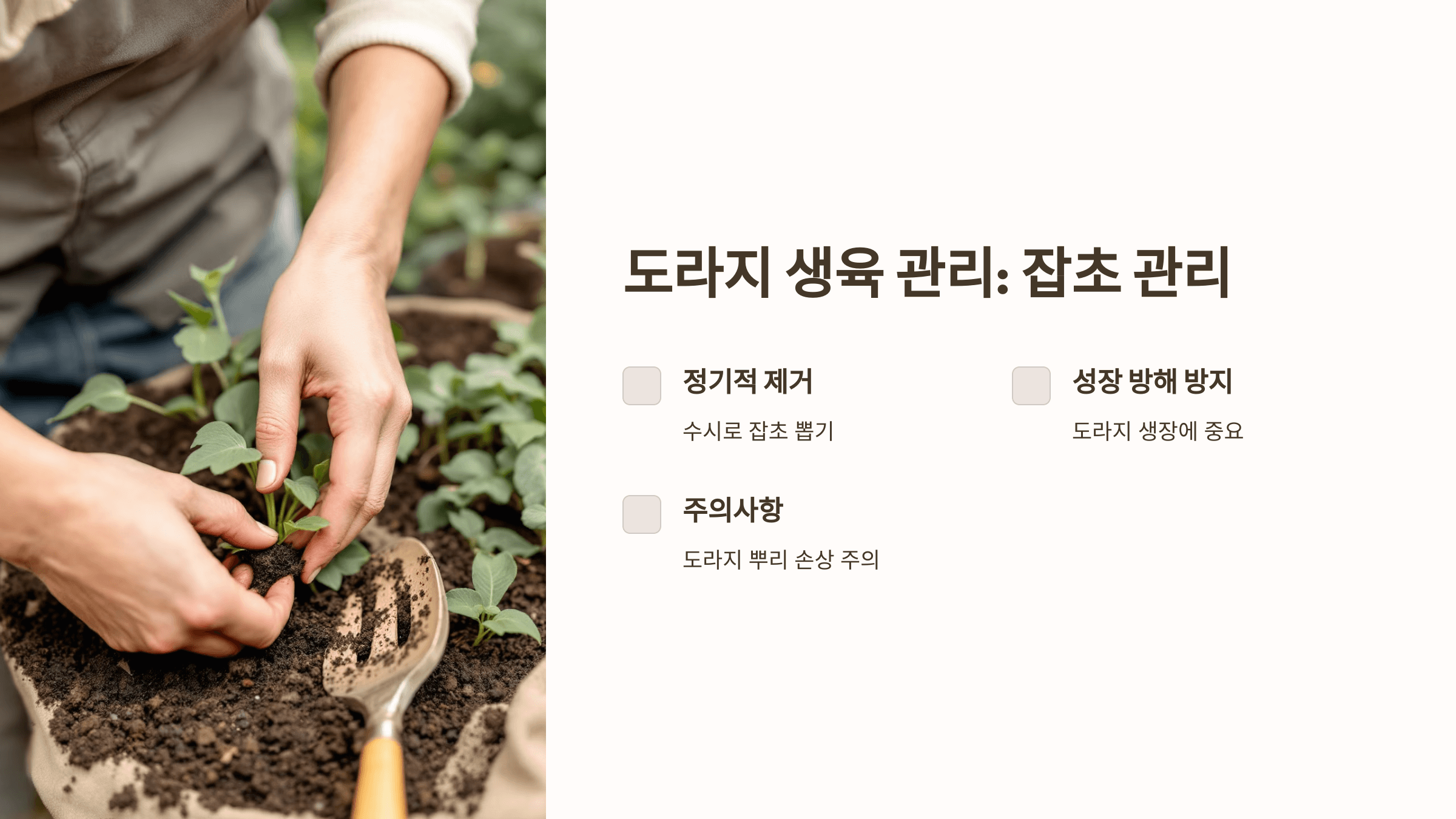 도라지 사진입니다.