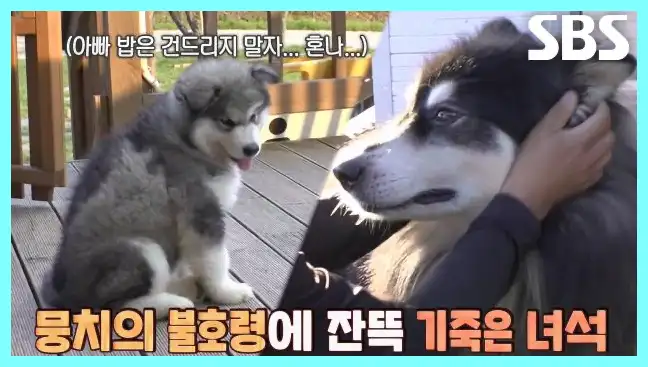 동물농장 재방송 시간 다시보기