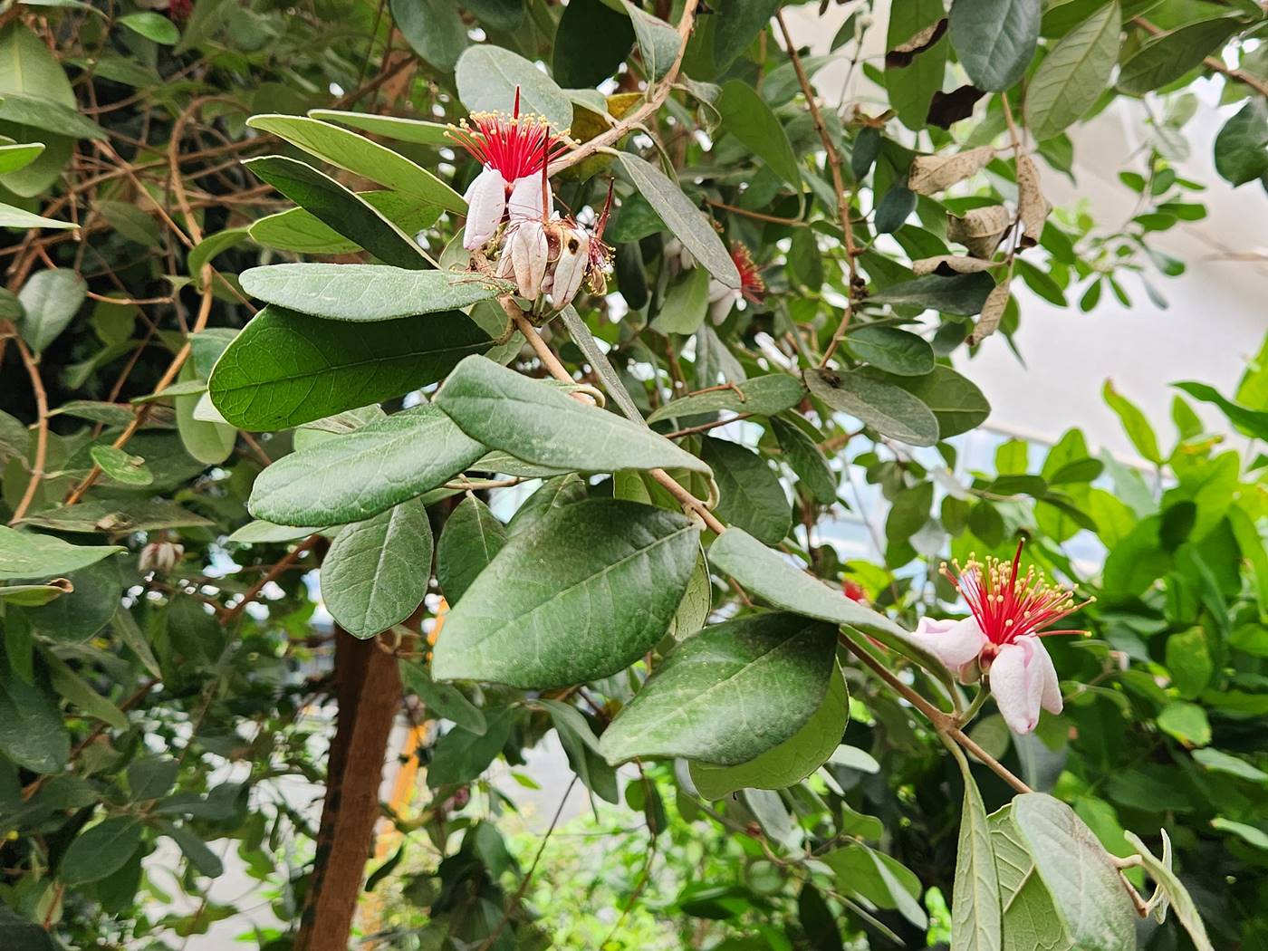 페이조아(파인애플구아바) Feijoa