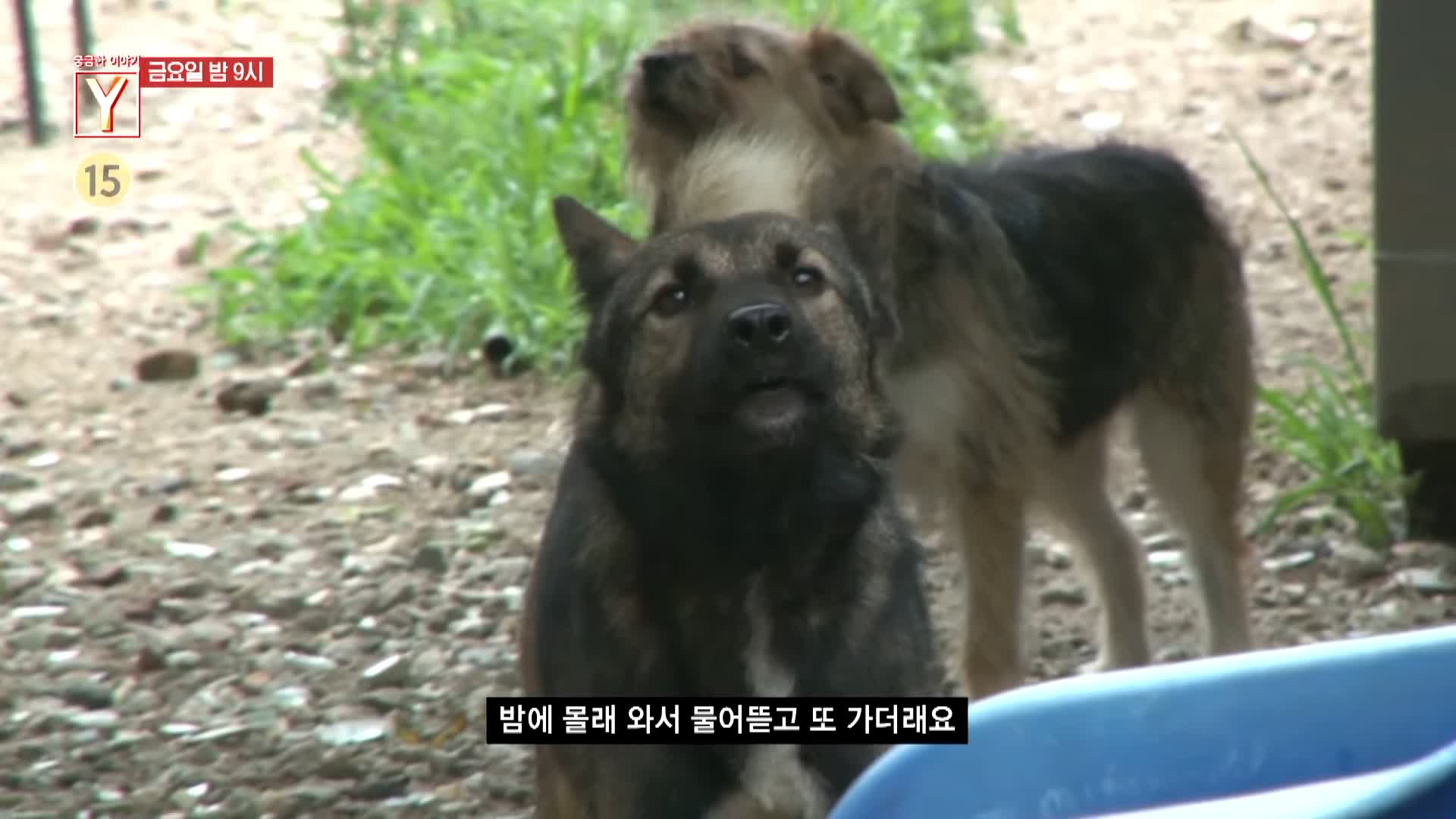 궁금한 이야기 와이 공포에 휩싸인 산골 마을 할머니는 왜 수십 마리의 개들과 위험한 동거를 계속하나