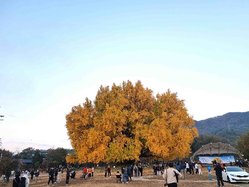 반계리 은행나무, 원주 반계리 은행나무, 반계리 은행나무 주차장, 은행나무 단풍, 은행나무 숲, 단풍절정 시기