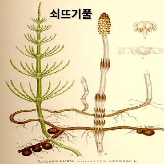 쇠뜨기풀의 영양소 및 효능, 채취방법, 요리 레시피
