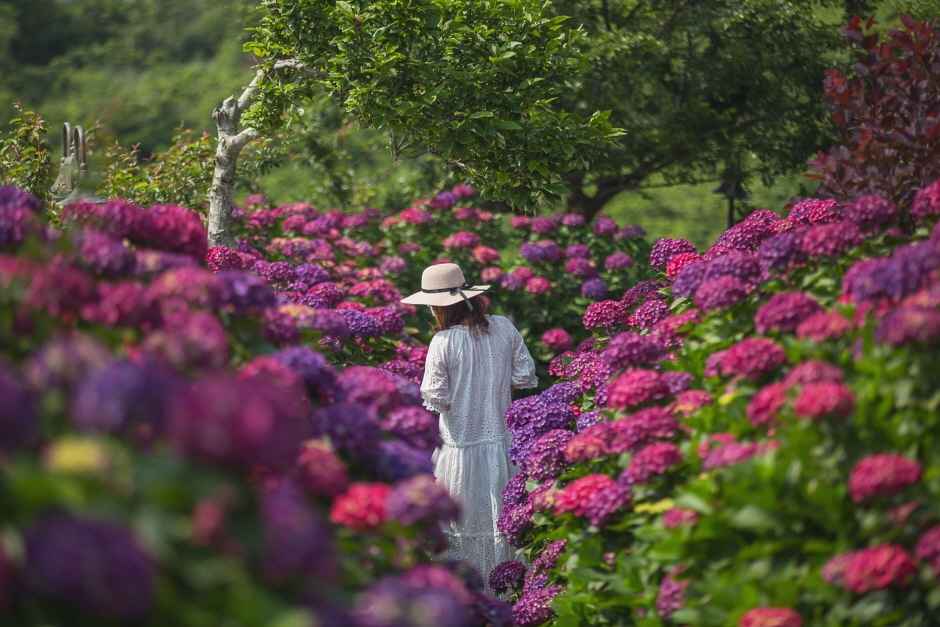 마노르블랑 수국축제