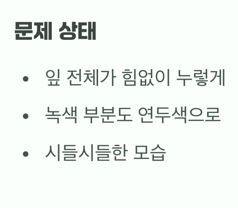 이름의 함정&amp;#44; 건강한 &amp;#39;황금빛&amp;#39; vs 아픈 &amp;#39;노란빛&amp;#39;