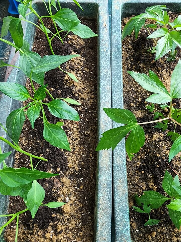 잎 당귀 모종, 청량 고추 모종