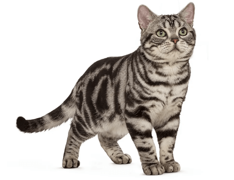 아메리칸숏헤어-전체사진