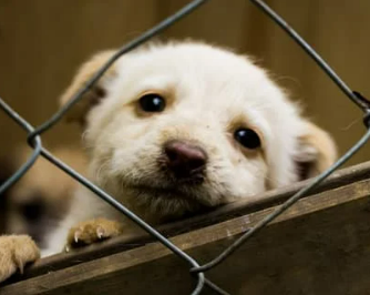 강아지 무료분양 사이트 TOP 5 사기 구별법