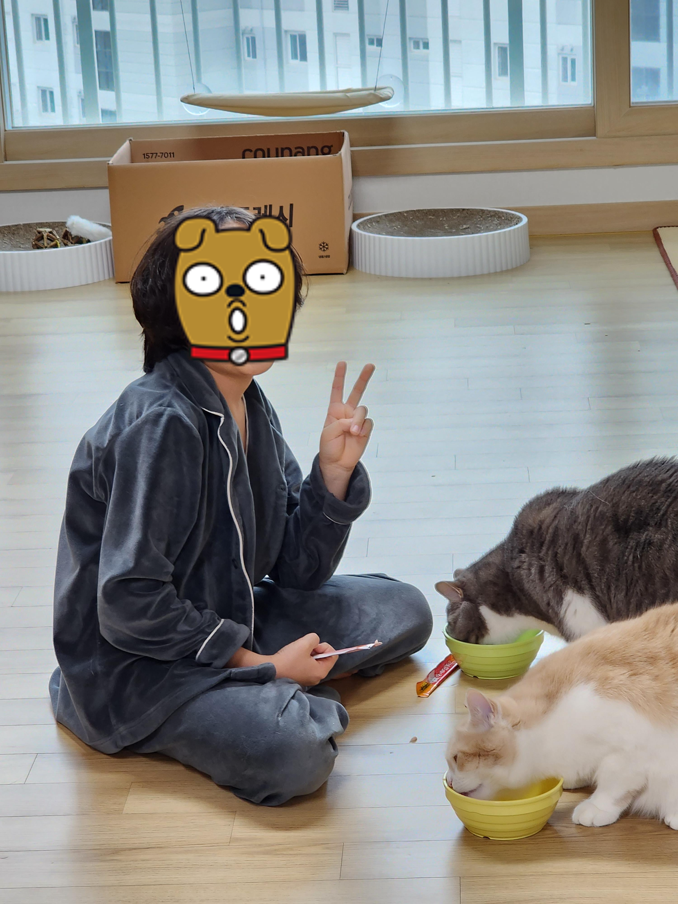 브리티쉬 숏헤어 화이트 그레이 두마리 고양이 집사