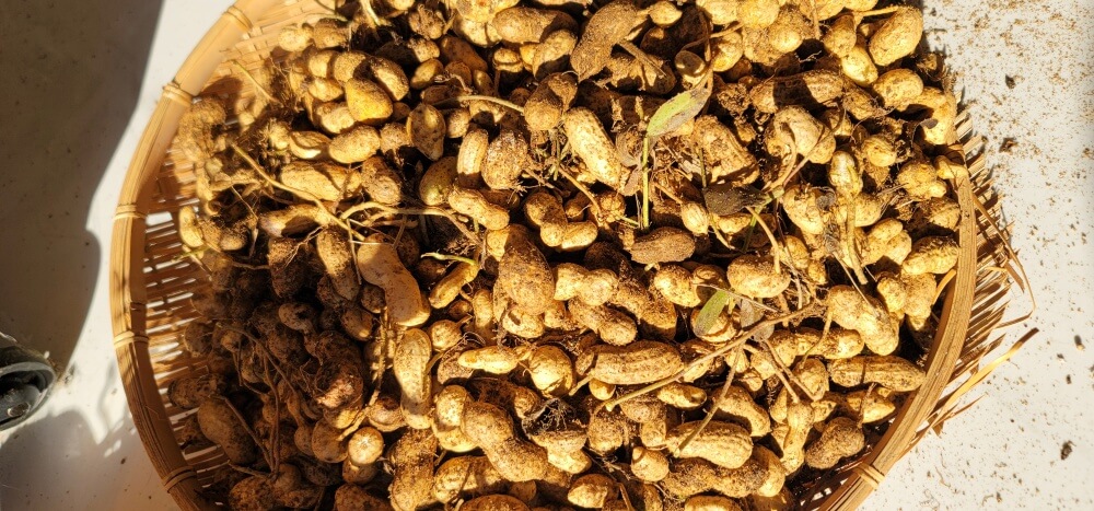 갈색 대나무 바구니에 방금 캔 땅콩들이 담겨져 있는 사진