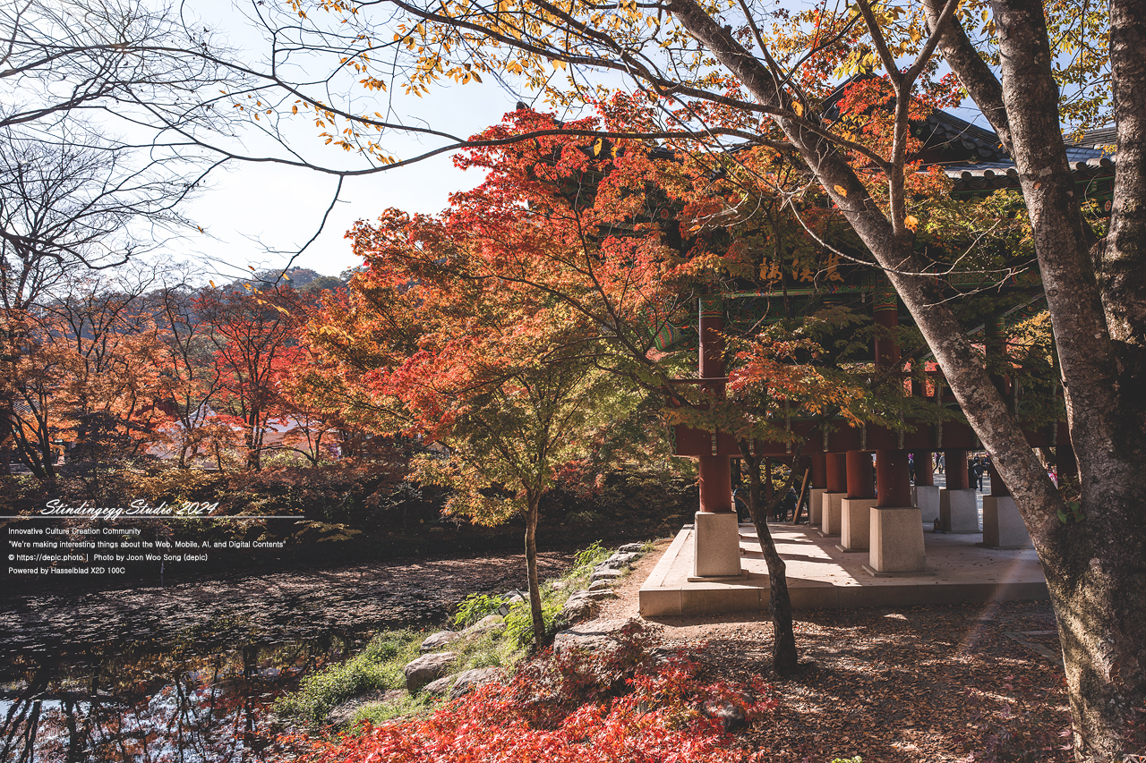 #가을 #단풍 #백양사 #장성 #쌍계루 #불교