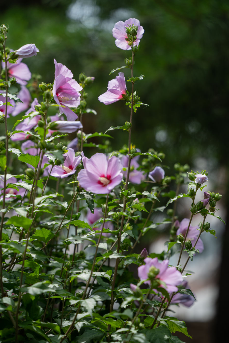 만석공원 무궁화