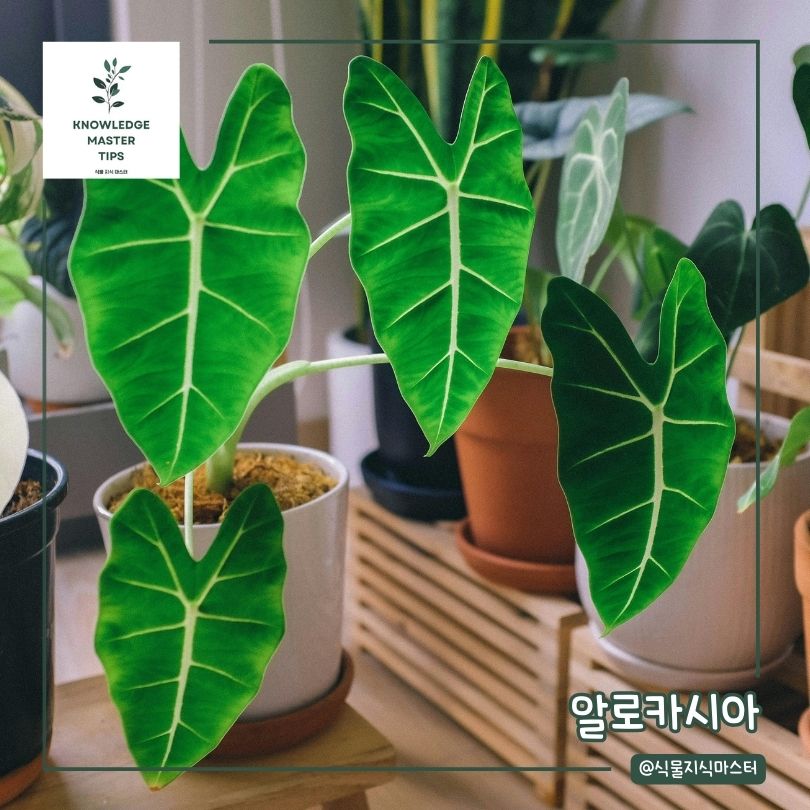 습기 제거 식물 - 알로카시아