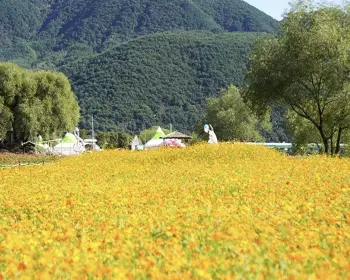 평창 백일홍 축제_18